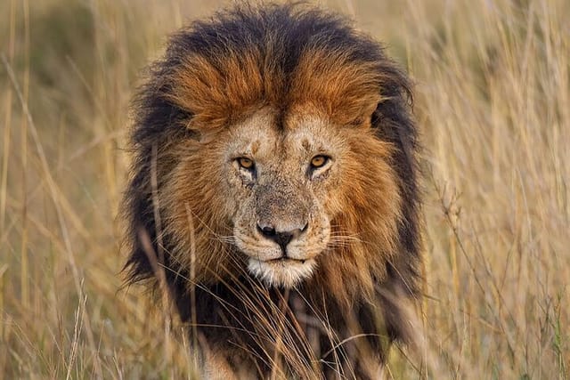 Male Lion